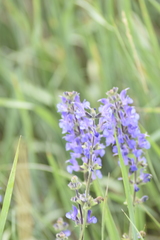 Salvia dumetorum