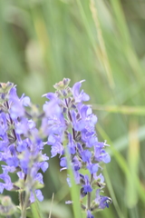 Salvia dumetorum