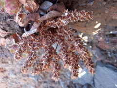 Aeonium glandulosum