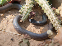 Atractaspis bibronii