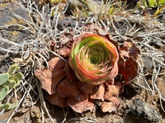 Aeonium glandulosum