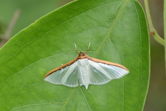 Cydalima laticostalis