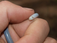 Afrotyphlops mucruso