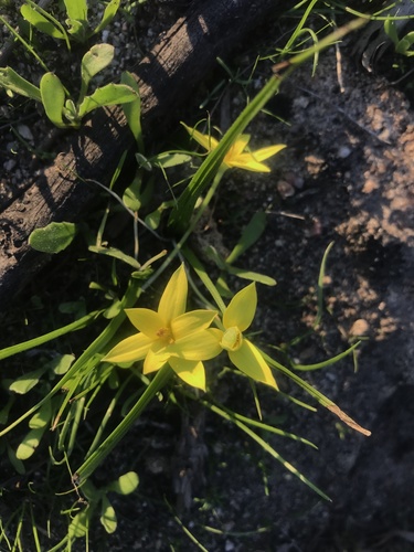 Autumn golden star (Empodium plicatum)
