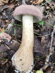 Boletus separans