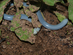 Afrotyphlops mucruso