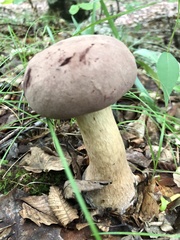 Boletus separans