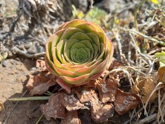 Aeonium glandulosum