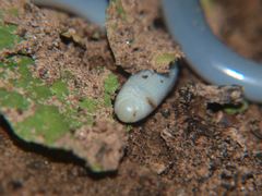 Afrotyphlops mucruso