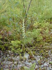 Spiranthes casei