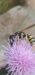 Philanthus triangulum