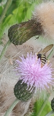 Philanthus triangulum