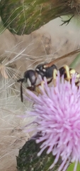 Philanthus triangulum