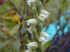 Spiranthes casei