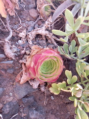 Aeonium glandulosum