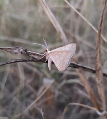 Isturgia catalaunaria