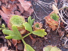 Aeonium glandulosum