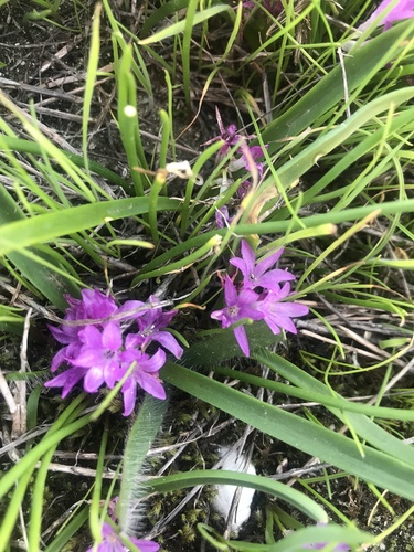 Paternoster Polyxena (Lachenalia paucifolia)