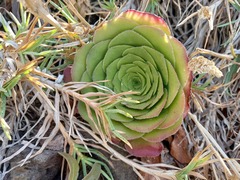 Aeonium glandulosum
