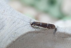 Athripsodes albifrons