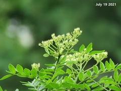 Zanthoxylum schinifolium