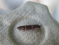 Athripsodes albifrons