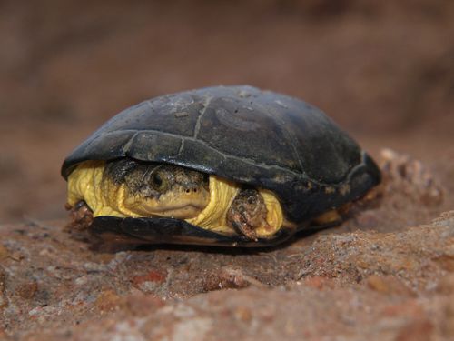 African dwarf mud turtle