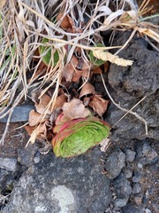 Aeonium glandulosum