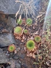 Aeonium glandulosum