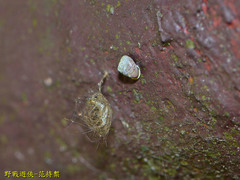 Aphanoconia hungerfordiana image