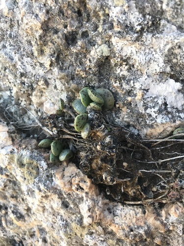 Adromischus hemisphaericus