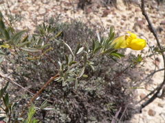 Pearsonia aristata