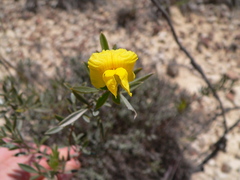 Pearsonia aristata
