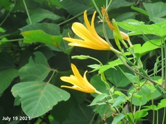 Hemerocallis hakuunensis