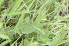 Salvia dumetorum