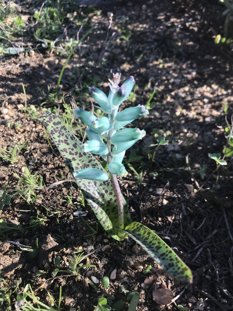 Lachenalia viridiflora, West Coast, ZA-WC, ZA