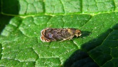 Grapholita janthinana