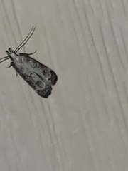 Dichomeris inversella