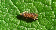 Grapholita janthinana