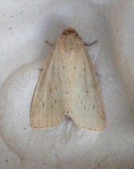 Photedes minima