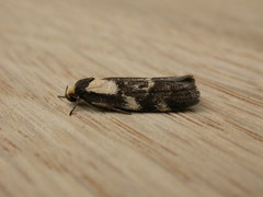 Palimmeces leucopelta