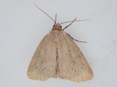 Photedes minima