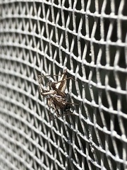Oxyopes tridens