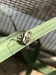 Oxyopes tridens