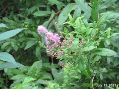 Spiraea salicifolia