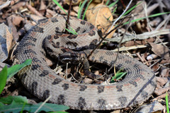 Sistrurus miliarius streckeri