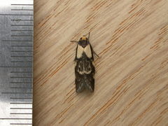Palimmeces leucopelta