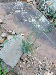 Fingerhuthia africana