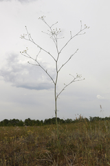 Taeniopetalum arenarium