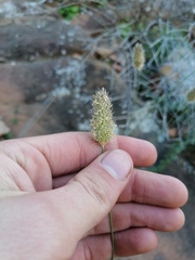 Fingerhuthia africana